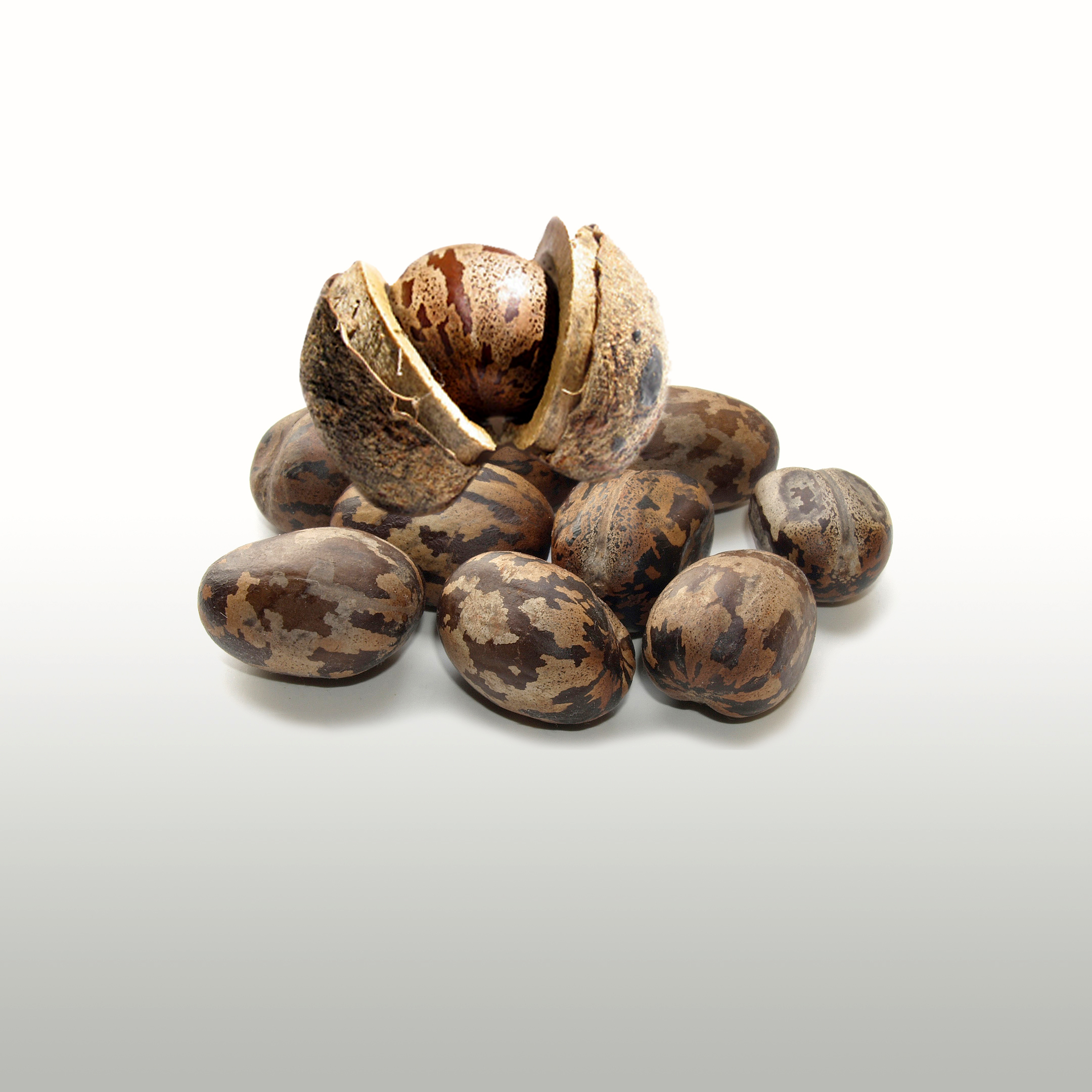 Latex starts out as a seed, that was originally native to the Amazon Rainforest.&nbsp; Latex comes out as sap from the Hevea brasiliensis Tree